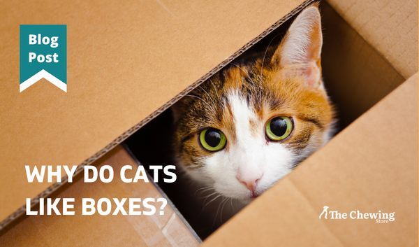 Why do Cats like boxes?