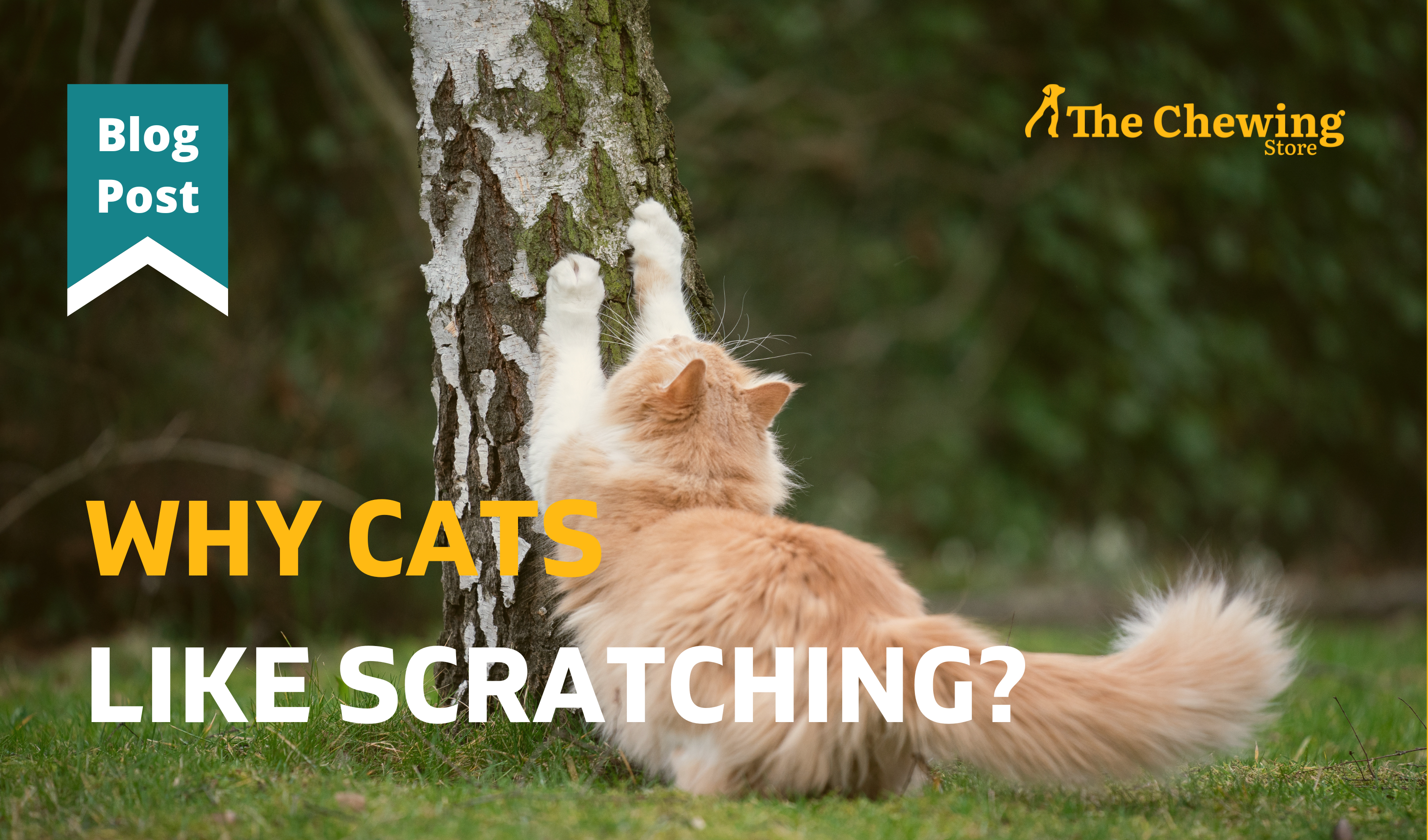 Why cats like scratching?
