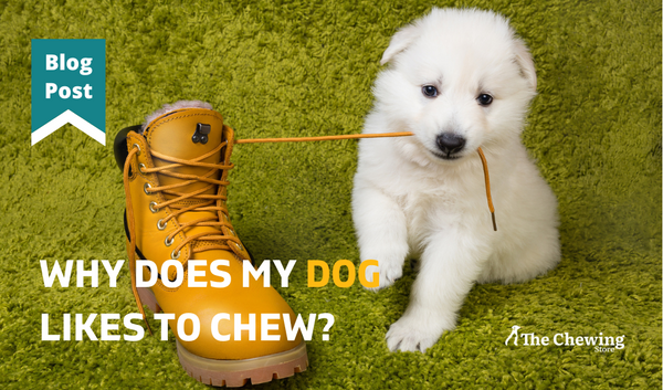 Why does my dog like to chew?