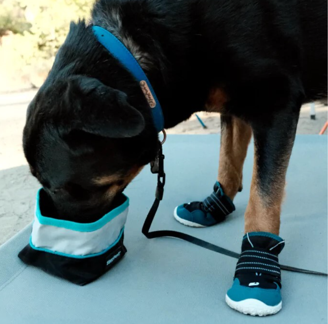 Zippy Paws Adventure Bowl On-the-Go Food & Water Bowl - Teal