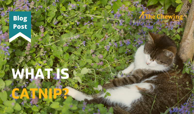 What is Catnip?