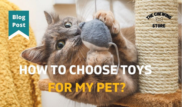 How to choose toys for my pet?