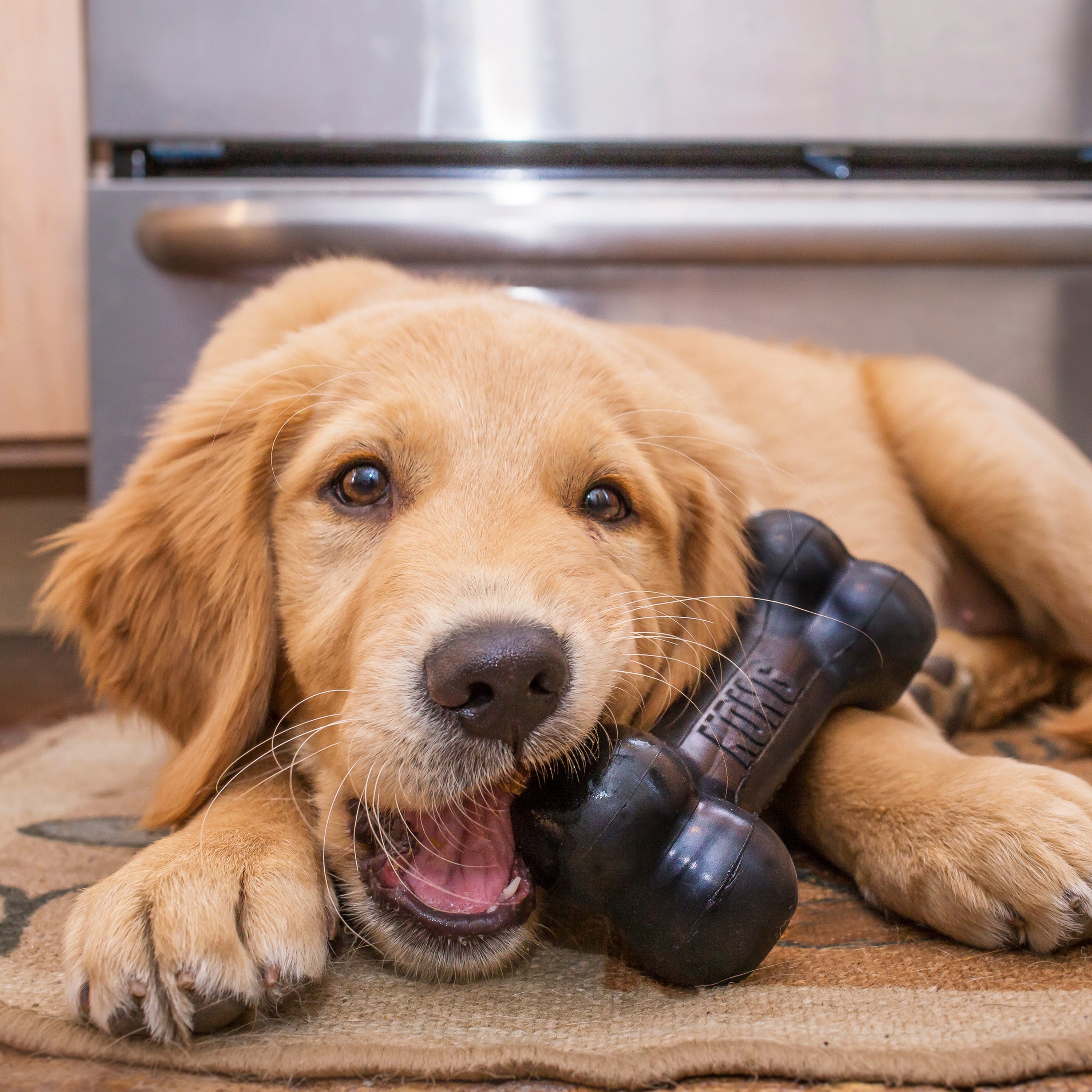 KONG® Extreme Goodie Bone® Md