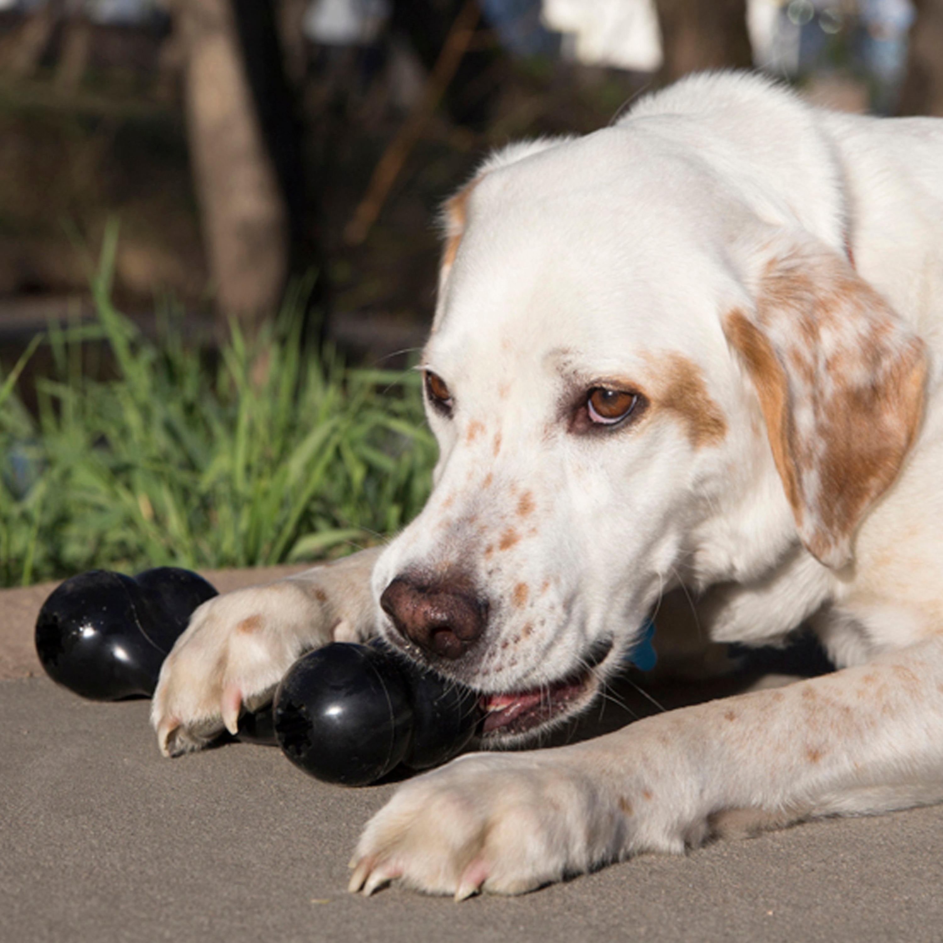 KONG® Extreme Goodie Bone® XL