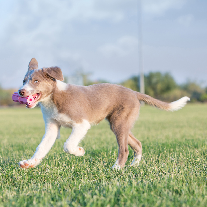 KONG® Puppy Teething Stick Md