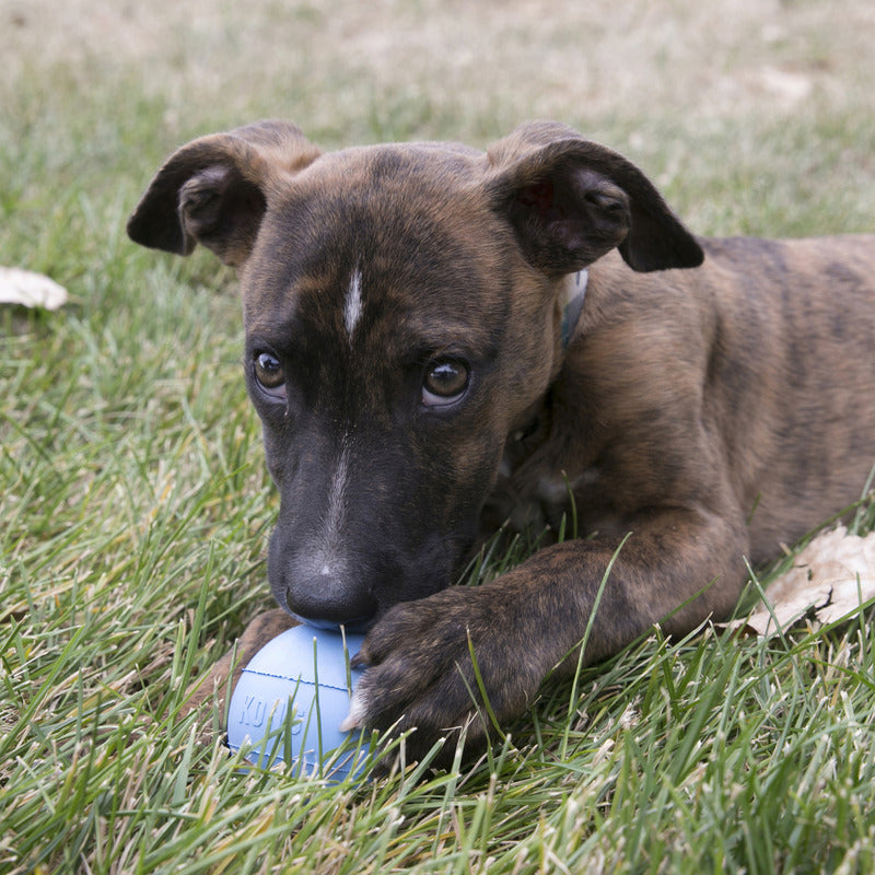 KONG Puppy Ball w/Hole Md/Lg