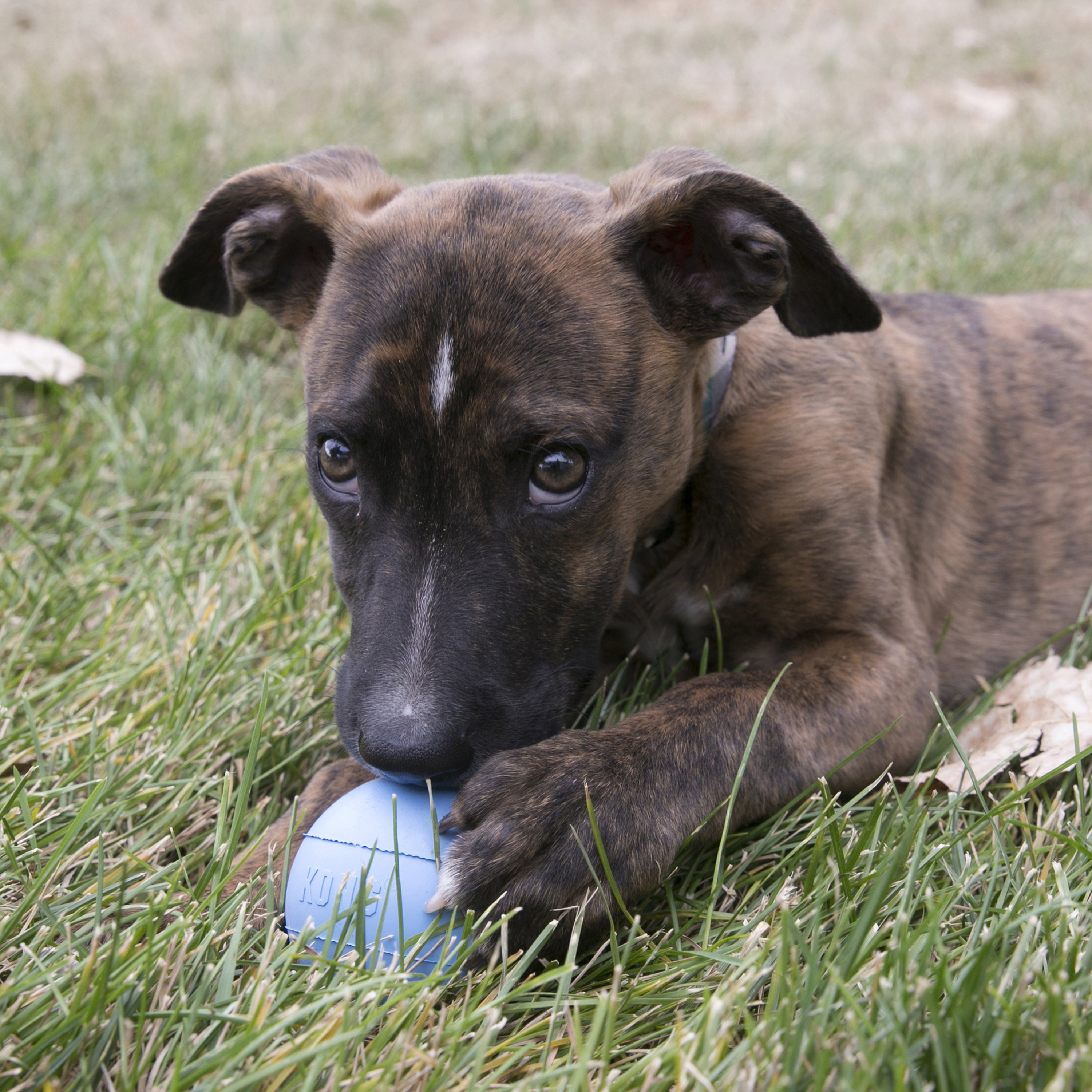 KONG® Puppy Ball w/Hole Sm