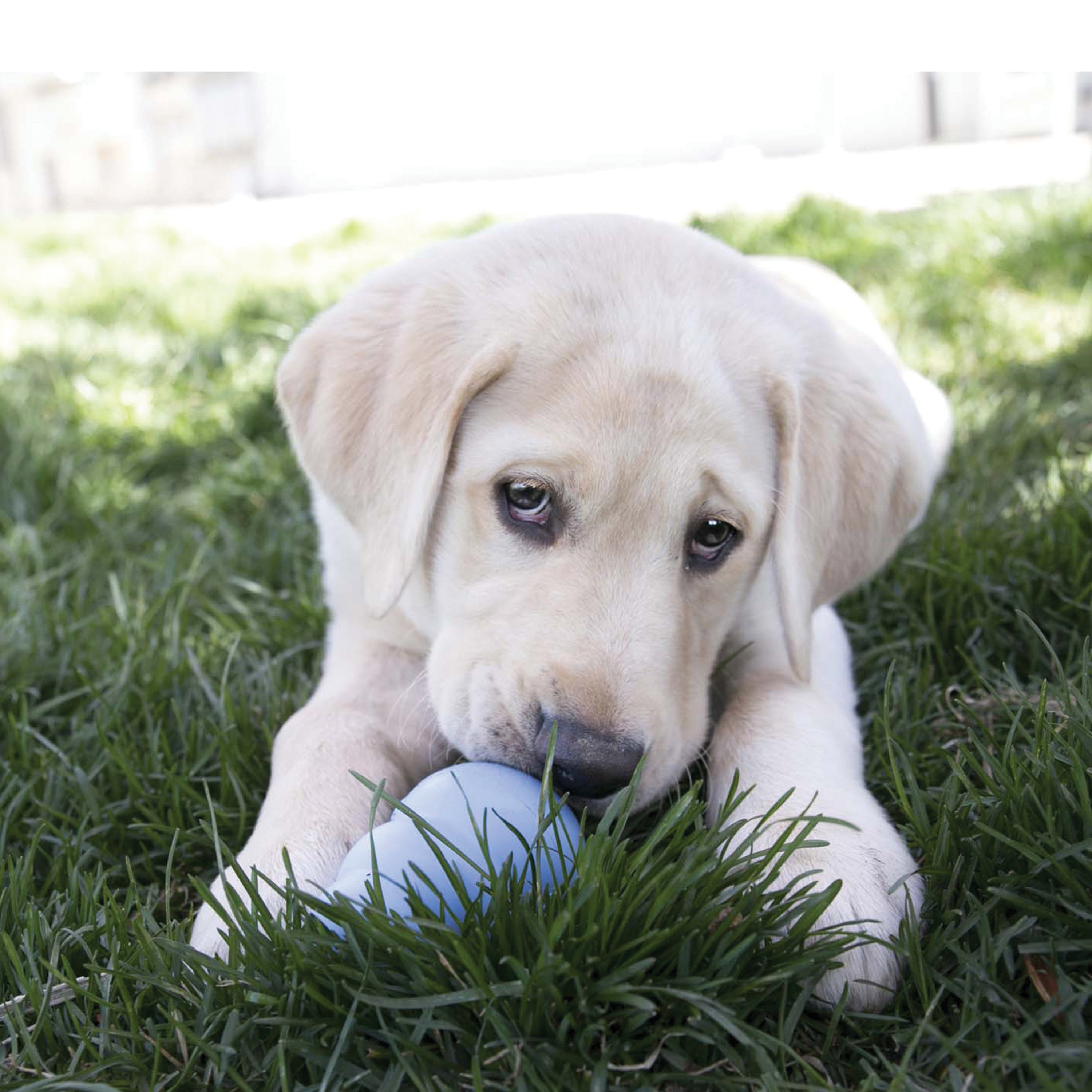 KONG Snacks® Puppy - Small