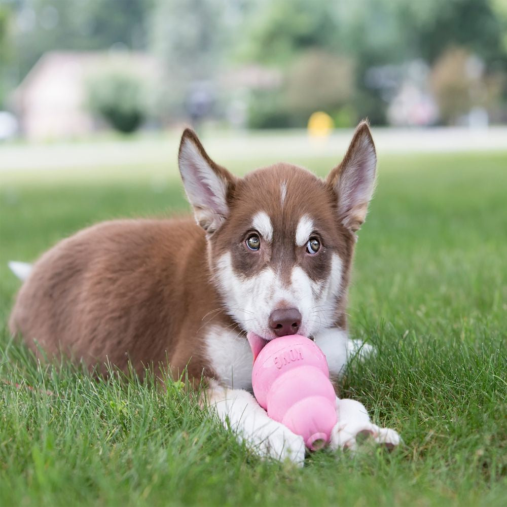 KONG Classic Puppy Assorted