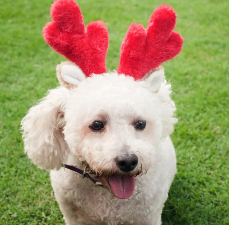 Zippy Paws Christmas Antlers